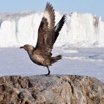 bird-56094_640